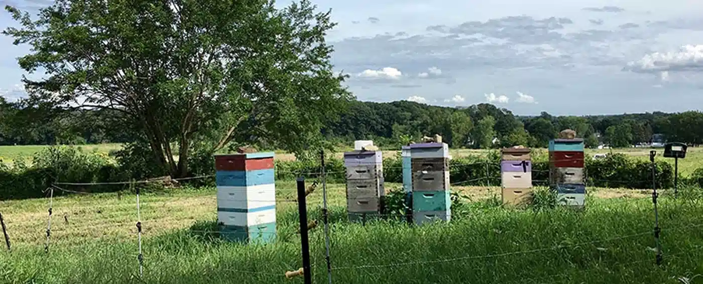 Bee hives at Hilltop Farm