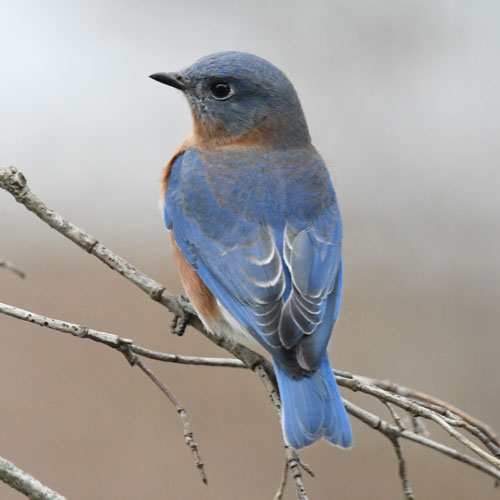 Bluebird