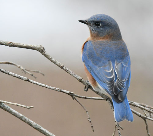 Bluebird