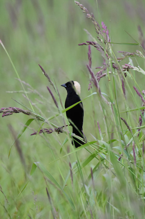 Bobolink