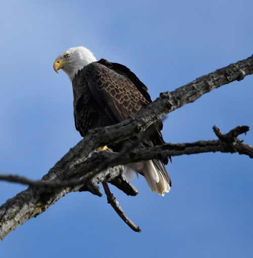 Eagle