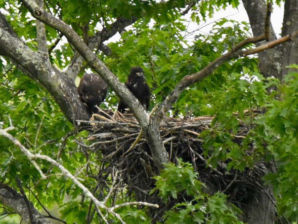 Eaglets