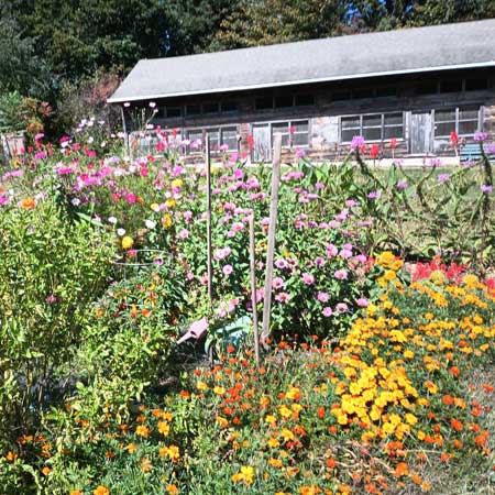 garden late summer
