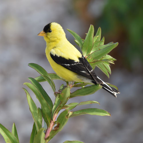 Gold Finch