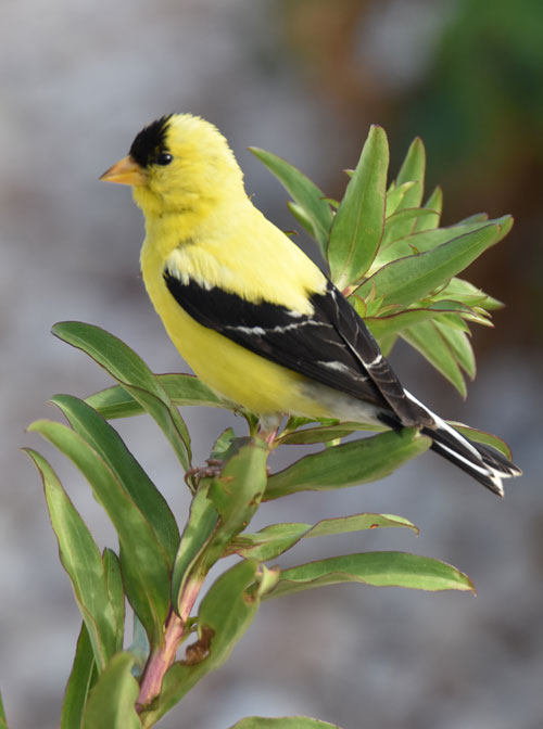 Goldfinch