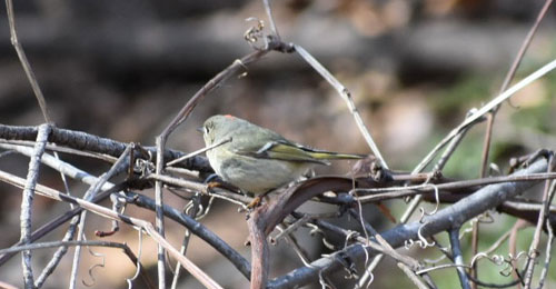 Green Bird