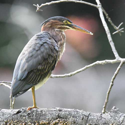 Green Heron on a perch