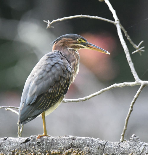 Green Heron
