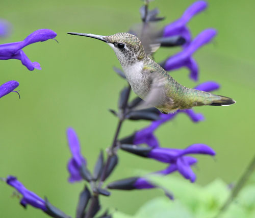Hummingbird