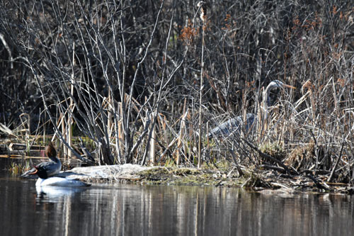 Pond 1